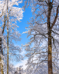 Blue sky with trees in winter