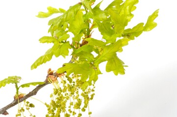 Fototapeta premium Flowering oak on a white background