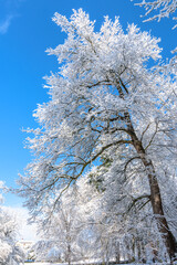 Snow covered tree (blue sky)