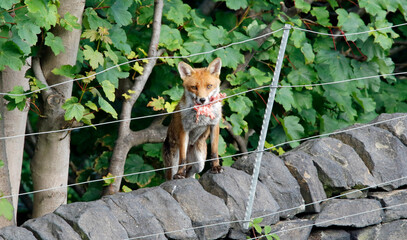 Fox bringing back food for the cubs