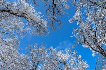 Beautiful snow on branches on a blue sky background.