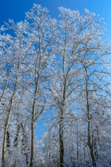 Trees in winter