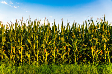 Closeup of a young maize plant in summer.