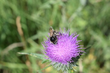 Hummel auf einer Distel
