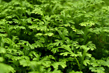 Close-up view, The fresh green of a small leaf with light nature is used to make a background or decorative scene.