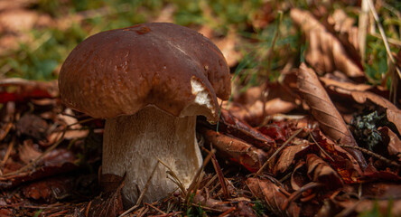 boletus in the summer forrest