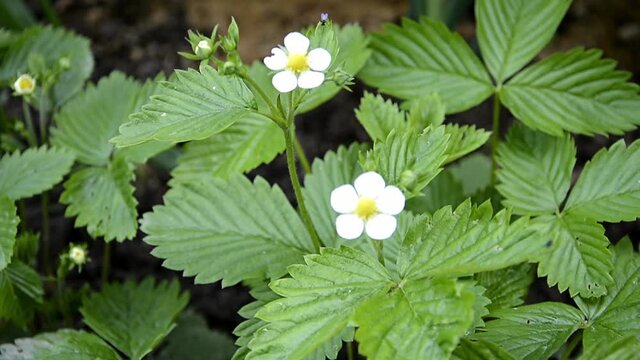 A Bush of flowering strawberries. Berry shrub in the flowering period. Small white flowers on a background of green foliage.