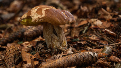 boletus in the summer forrest