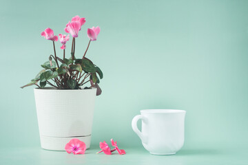 A Cup of tea and a cyclamen flower in a White pot on a gray-green background