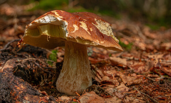 boletus in the summer forrest