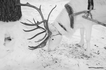 Beautiful close-up portrait of a beautiful reindeer in a winter forest in Finnish Lapland, monochrome, black and white,  Finland, Kakslauttanen, Rovianemi. 