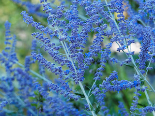 (Perovskia atriplicifolia) Tiges duveteuses au petites fleurs bleu lavande de Sauge d'Afghanistan...