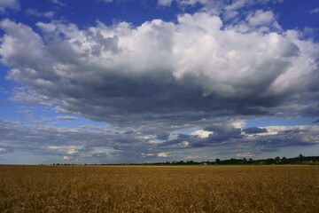 Obraz premium kukurydza