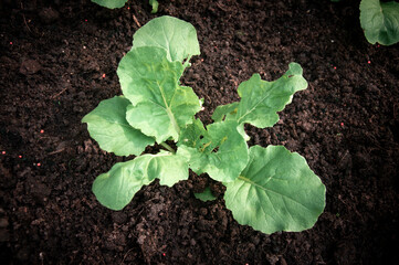 Green young seedling of plant in a brown soil.