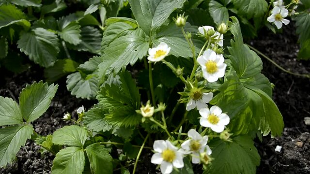 Bushes of flowering strawberries close-up. Berry shrub in the flowering period. Small white flowers on a background of green foliage.