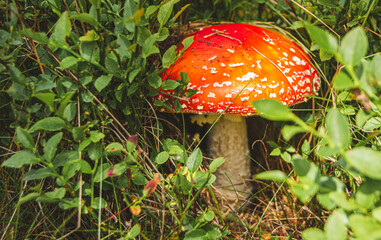 toadstool in the summer forrest