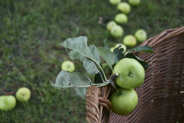 jabłka © Magorzata