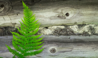 A fern leaf on the background of an old wooden wall