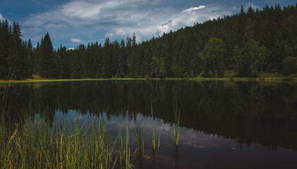 nature in Sumava national park