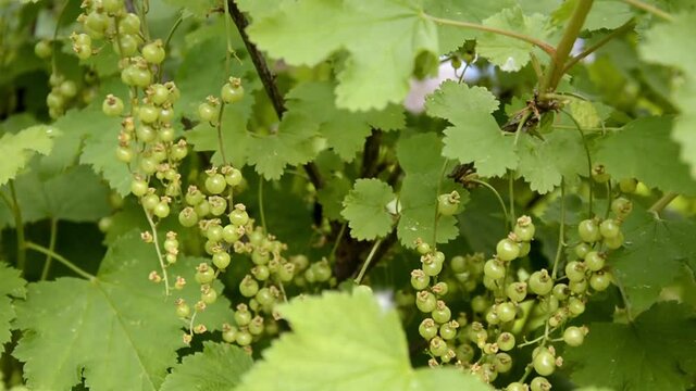 Currant. Unripe berries of white and red currant bushes. Berry bushes in the garden.