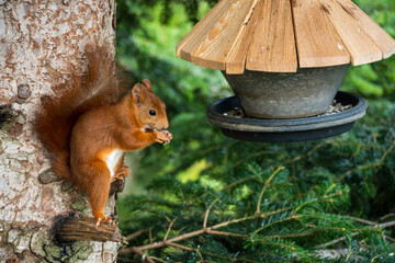Eichhörnchen an einer Futterampel