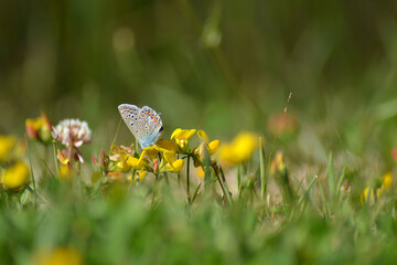 Petite nature : polyommatus icarus