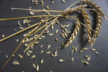 przenica © Magorzata