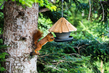 Eichhörnchen an einer Futterampel