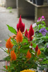 Flores diversas de campo