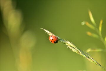 ladybug on a blade of grass with green background