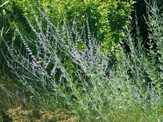 Perovskia atriplicifolia | Sauge de Sib&eacute;rie ou Lavande d'Afghanistan 'Blue Spire', arbrisseau &agrave; petites fleurs tubulaires bleu lavande &agrave; bleu p&acirc;le sur tiges duveteuses au feuillage gris argent&eacute;