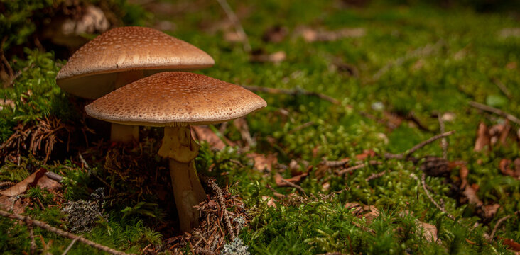 toadstool in the summer forrest