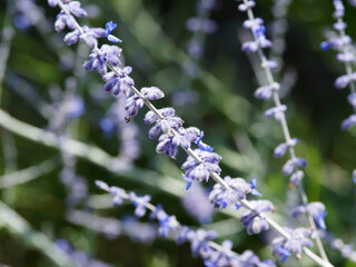 (Perovskia atriplicifolia) Tiges duveteuses au petites fleurs bleu lavande de Sauge d'Afghanistan ou sauge russe  © Marc