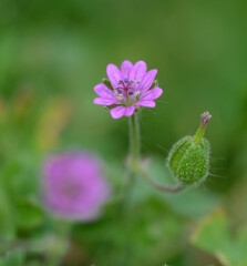 Petite fleur sauvage