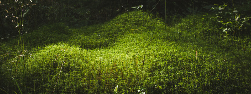 moss under the morning sun