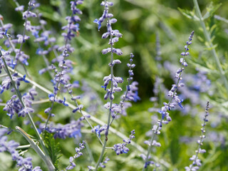 Perovskia atriplicifolia   Sauge de Sibérie ou Russie   Lavande ou sauge d'Afghanistan 'Blue Spire' au panicules de fleurs bleu profond sur tiges souples gris-blanc  © Marc