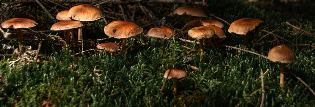wild mushrooms in the forest