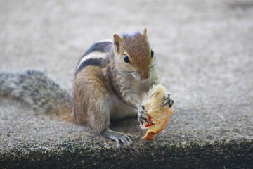 Naklejka na ściany i meble Beautiful brown scratched squirrel on a road, eating junk human food, Sri Lanka.