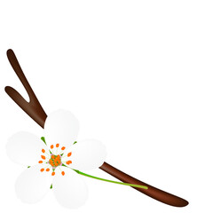 Corner with flower on a branch on white background.