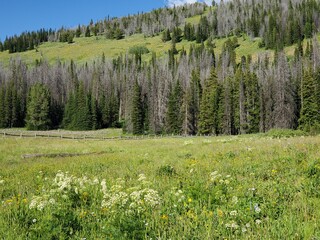 Fototapeta premium Rows of green pine trees
