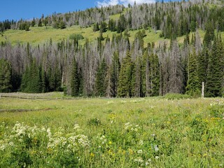Fototapeta premium Rows of green pine trees