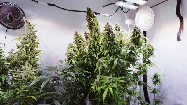 Slow motion shot of a cannabis plants growing in a grow tent during flowering stage