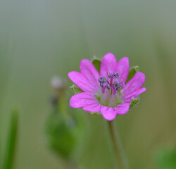 Obraz premium Petite fleur sauvage