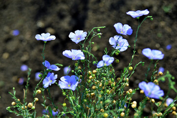 Blue beautiful flowers common flax (linum usitatissimum l.) in the garden
