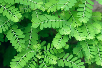 green fern leaves