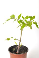 Tomato plant on white background