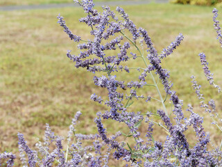(Perovskia atriplicifolia) Tige duveteuse au petites fleurs bleu lavande de Sauge d'Afghanistan ou sauge russe au feuillage parfumé © Marc