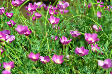 Pink flowers callirhoe involucrata Callirhoe coverlet in the garden