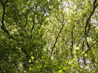 Close up of green leaves on tree branches.