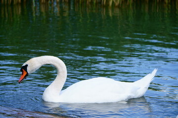 Fototapeta premium jezioro